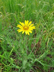 Tragopogon tanaiticus