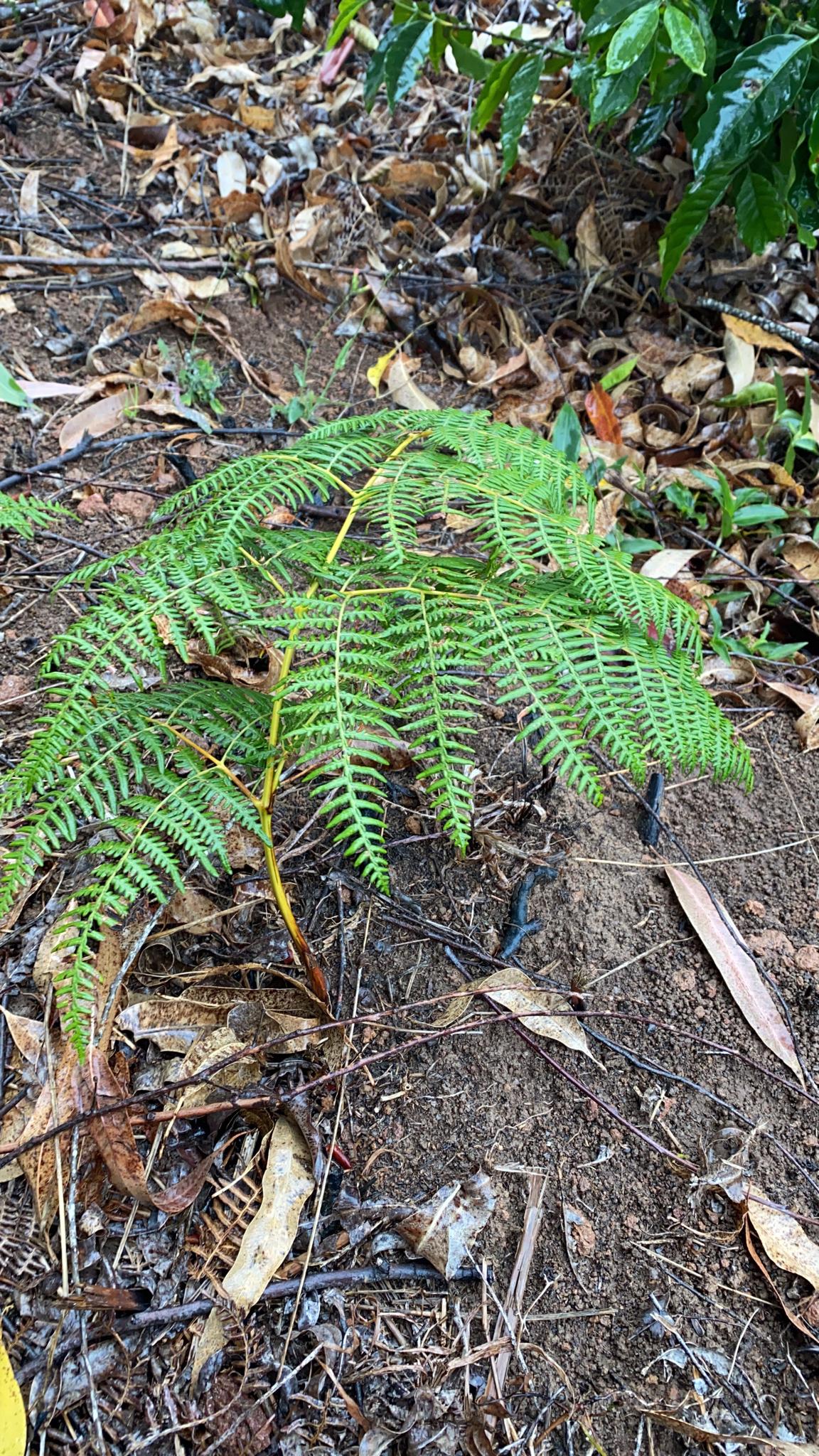 Pteridium esculentum