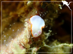 Goniobranchus rubrocornutus
