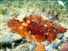 Platydoris sanguinea