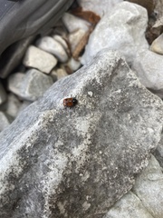 Clytra quadripunctata