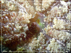 Stichodactyla tapetum