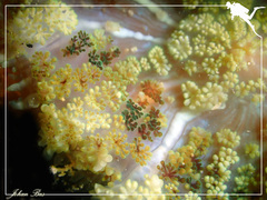 Rhodactis