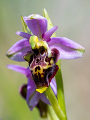 Ophrys scolopax