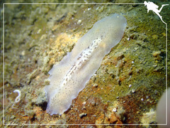 Pericelis