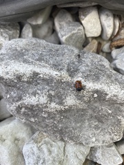 Clytra quadripunctata