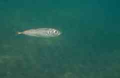 Trachurus mediterraneus