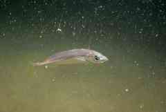Trachurus mediterraneus