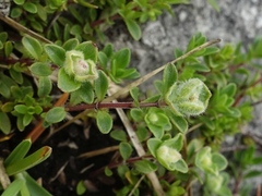 Aceria thomasi