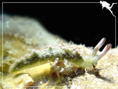 Thuridilla carlsoni