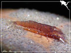 Zenopontonia soror