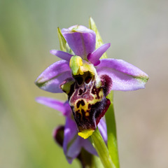 Ophrys scolopax