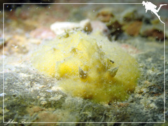 Sclerodoris apiculata