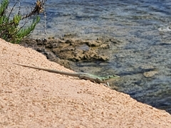Podarcis siculus