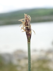 Eleocharis uniglumis