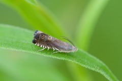 Grapholita angleseana