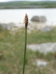 Eleocharis uniglumis