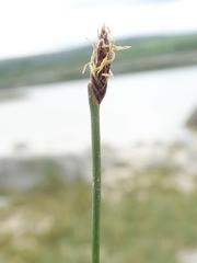 Eleocharis uniglumis