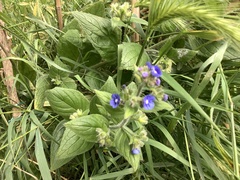 Pentaglottis sempervirens