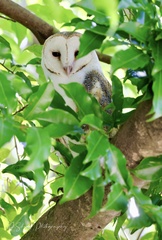 Tyto alba delicatula