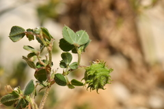 Medicago rigidula
