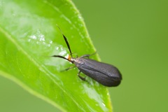 Dichomeris nonstrigella