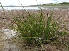 Carex viridula viridula