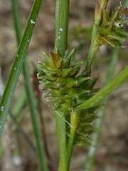 Carex viridula viridula