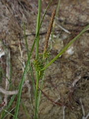 Carex viridula viridula