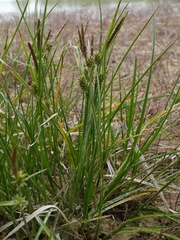 Carex viridula viridula