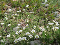 Cherleria arctica