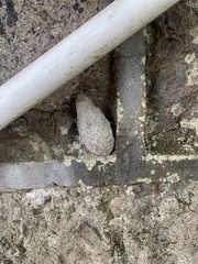 Saturnia pyretorum