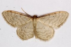 Idaea bigladiata