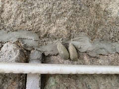 Saturnia pyretorum