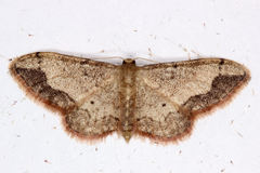 Idaea efflorata