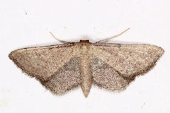 Idaea infirmaria