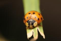 Harmonia axyridis