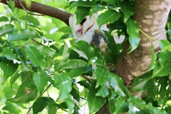 Tyto alba delicatula