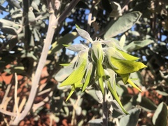 Crotalaria cunninghamii