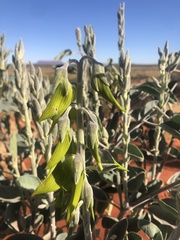 Crotalaria cunninghamii