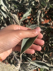 Crotalaria cunninghamii