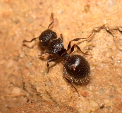 Meranoplus peringueyi
