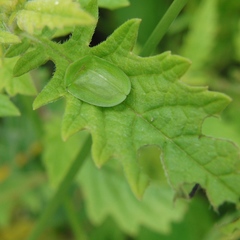 Cassida viridis