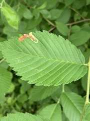 Agromyza aristata