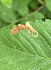 Agromyza aristata
