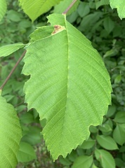 Agromyza aristata