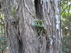 Cyrtorchis arcuata