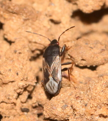 Sweetolethaeus