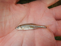 Notropis volucellus