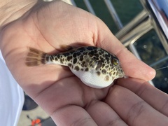 Sphoeroides greeleyi